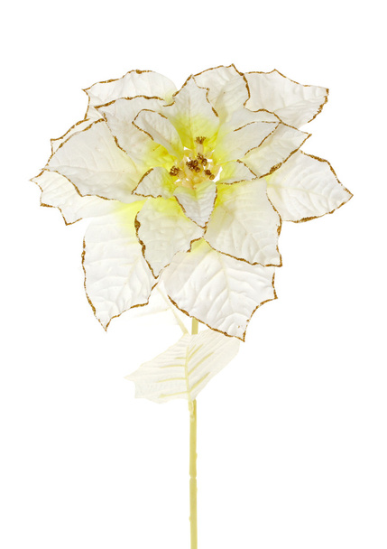 Valkoinen kukka
 - Valokuva, kuva