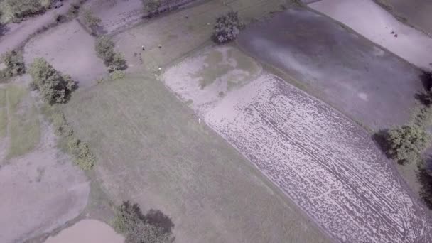 Aerial shot: lentävät yli viljelijöiden juurineen riisin taimet siirtää ne paddies, ja kädessä pidettävä kävely traktori käytetään kyntää tulvii paketti riisin taimet
 - Materiaali, video