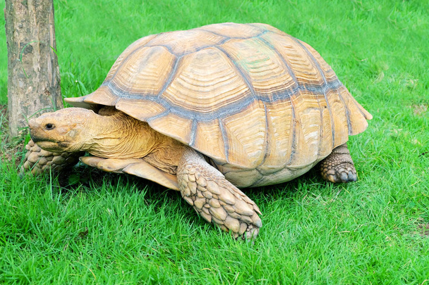 Riesenschildkröte auf grünem Gras - Foto, Bild