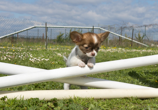 jumping puppy - Photo, Image