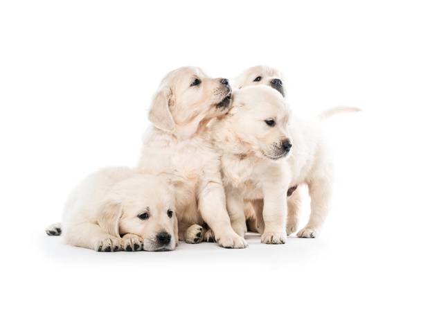 Four golden retriever puppies sitting together isolated - Φωτογραφία, εικόνα