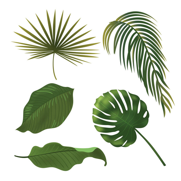 Tropical Plant Leaf Set. Realistic palm leaves. - Vetor, Imagem