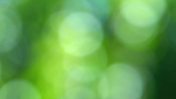 Blurred background of colorful defocused greenery nature background. - Photo, Image