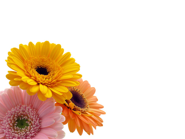 Flores de gerber
 - Foto, imagen