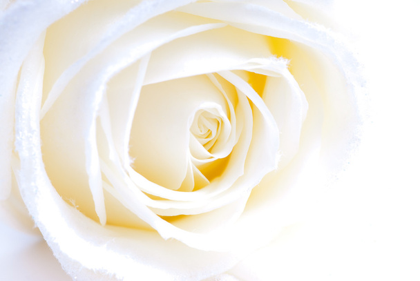Abstrakti valkoinen ruusu makro
 - Valokuva, kuva