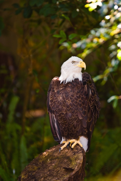 Лисий орел, сидячи на пень в тіні - Фото, зображення
