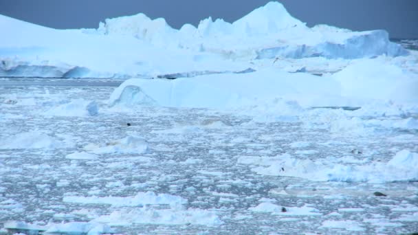 ledové kry, disko záliv, Grónsko - Záběry, video
