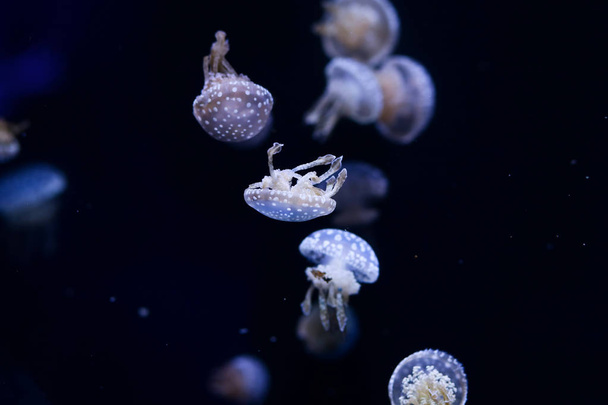 Background a lot of jellyfish, underwater world - Valokuva, kuva