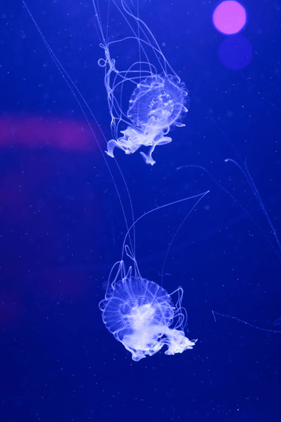 Background a lot of jellyfish, underwater world - 写真・画像