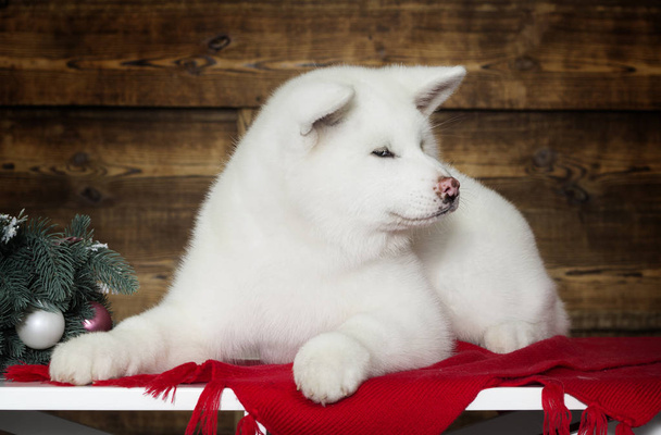 akita inu puppy on a new year background - Foto, Imagen