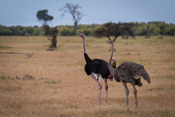 Мужской страус стоит с женщиной на саванне
 - Фото, изображение