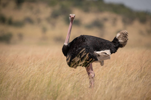 Kamera karşı karşıya uzun otların içinde erkek devekuşu - Fotoğraf, Görsel