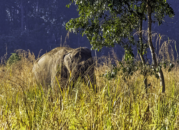 Elephas maximus indicus é uma das três subespécies reconhecidas do elefante asiático e nativo do continente asiático Jim Corbett National Park, Índia
 - Foto, Imagem