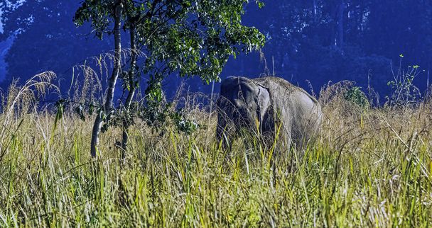Elephas maximus indicus é uma das três subespécies reconhecidas do elefante asiático e nativo do continente asiático Jim Corbett National Park, Índia
 - Foto, Imagem