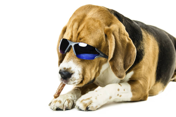 drôle chien beagle mignon dans des lunettes de soleil sur fond blanc
 - Photo, image