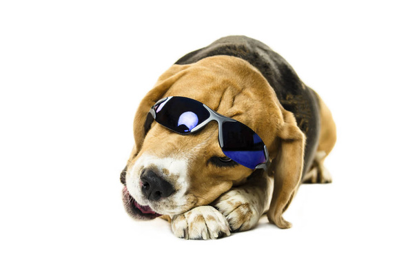 funny cute beagle dog in sunglasses on white background - Фото, изображение