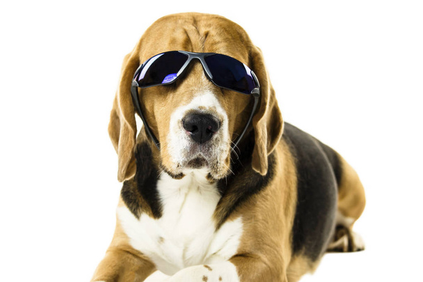 drôle chien beagle mignon dans des lunettes de soleil sur fond blanc
 - Photo, image