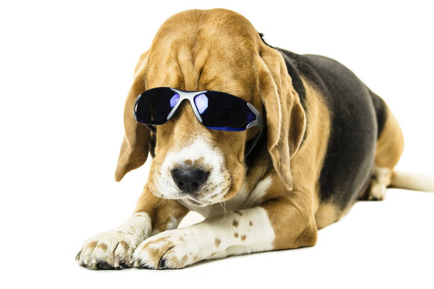 funny cute beagle dog in sunglasses on white background - 写真・画像