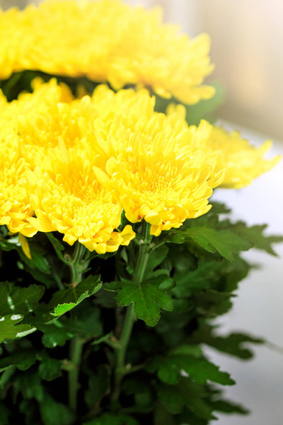 Shoot chrysanthemums up close - Photo, Image