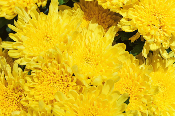 Dispara a los crisantemos de cerca
 - Foto, imagen