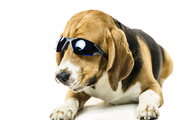 funny cute beagle dog in sunglasses on white background - 写真・画像