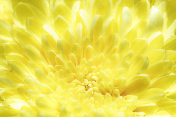 Tirez sur les chrysanthèmes de près
 - Photo, image