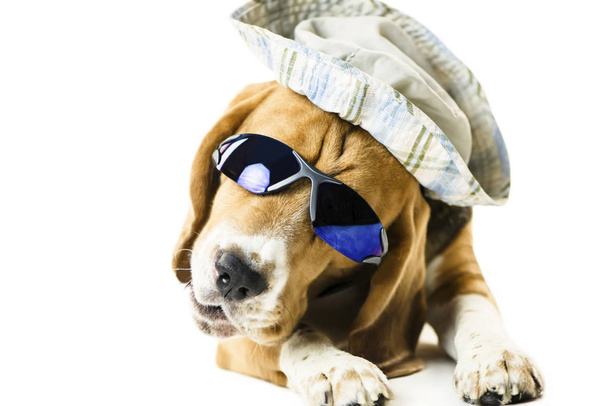Funny roztomilé beagle pes v sluneční brýle a klobouk na bílém pozadí - Fotografie, Obrázek