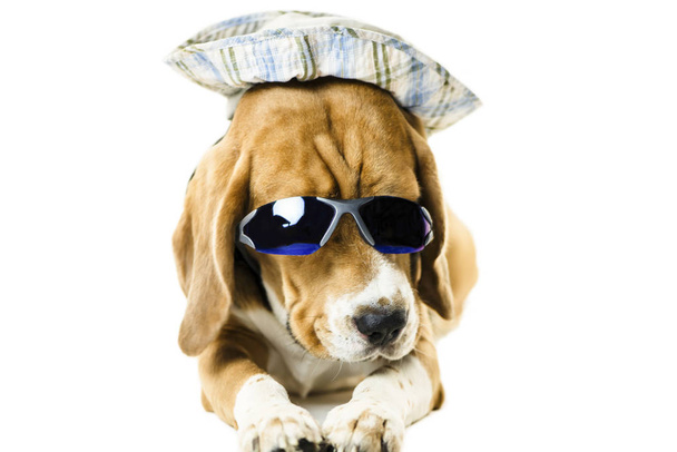 drôle chien beagle mignon dans des lunettes de soleil et un chapeau sur un fond blanc
 - Photo, image