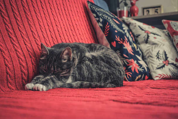 Grey cute cat laying on red couch closeup - Photo, Image