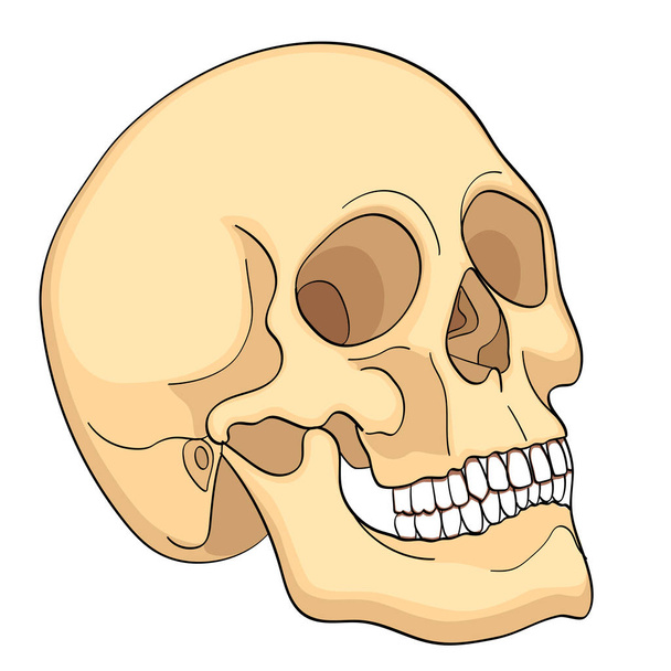 Medical Education Chart of Biology Human Skull Diagram raster (em inglês). Aspecto frontal fundo branco educação médica básica
 - Foto, Imagem