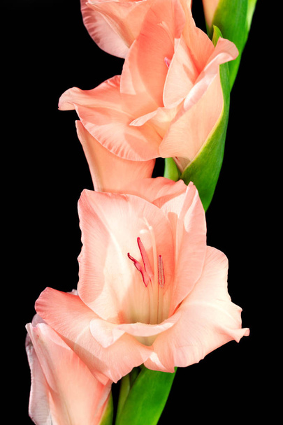 Gladiolus em plena floração
 - Foto, Imagem