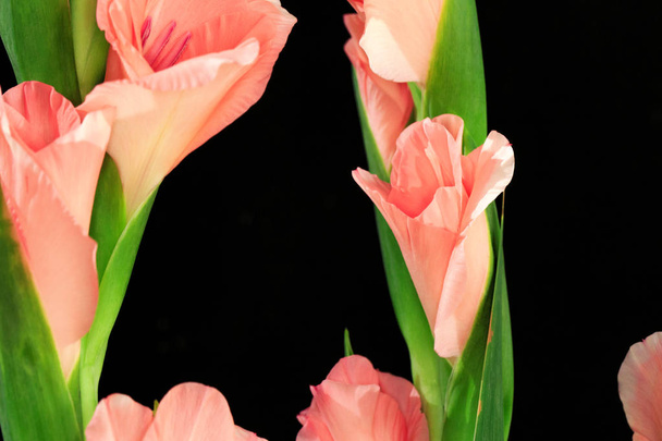 Gladiolo en plena floración
 - Foto, imagen