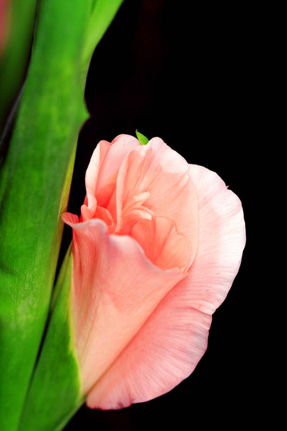 Троянди плетисті в повному розквіті - Фото, зображення