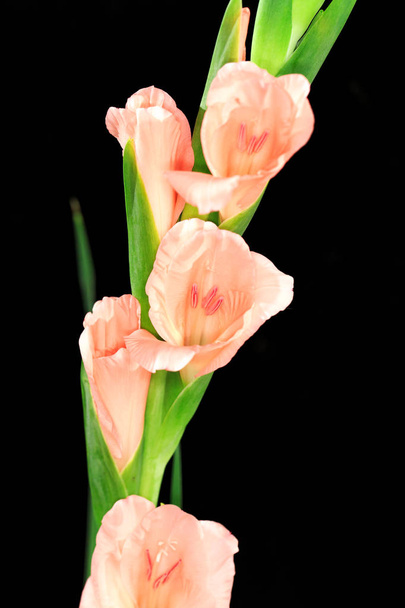 Gladiolus täydessä kukassa
 - Valokuva, kuva