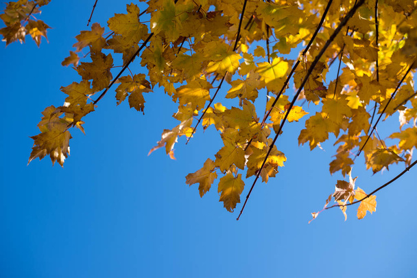 grote herfst seizoen in japan en de kleurrijke blad - Foto, afbeelding