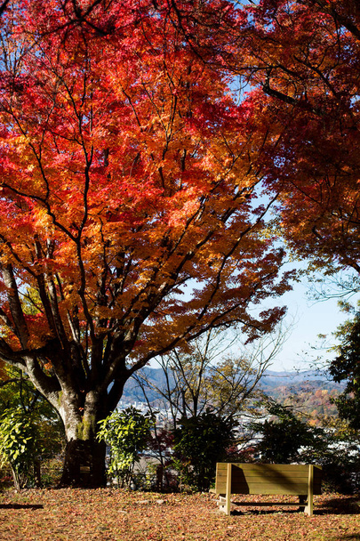 velký podzimní sezóna v Japonsku a barevné listí - Fotografie, Obrázek