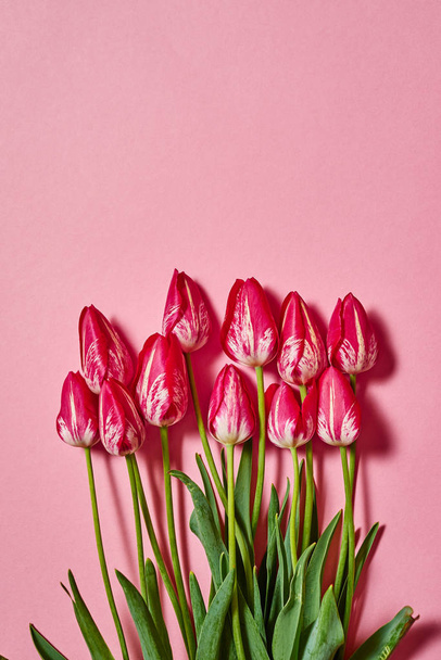 Pink tulip flowers on pastel background, copy space. Spring minimal concept. Holiday greeting card for Womens Day, Mothers Day, Valentine's Day, Easter, birthday. Nature background. Flat lay, top view - Foto, Imagem