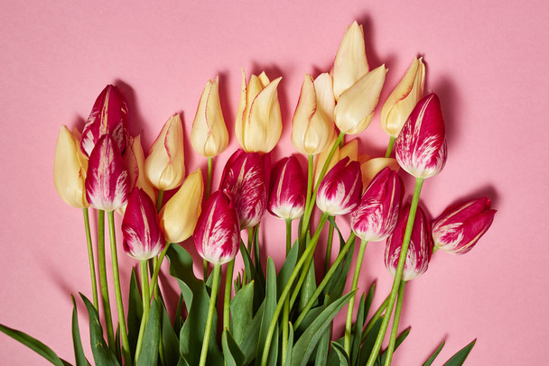 Yellow and pink tulips on pastel paper background, copy space. Spring minimal concept. Womens Day, Mothers Day, Valentine's Day, Easter, birthday. Nature background. Flat lay, top view - Фото, изображение