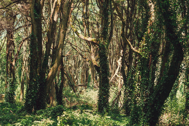 Beautiful brown color woodland, Sintra, Πορτογαλία - Φωτογραφία, εικόνα