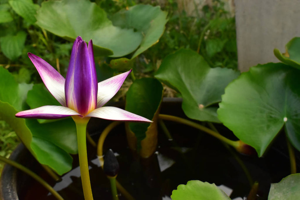The Violet and Yellow Nelumbo Nucifera Lotus in the water pool - Photo, Image