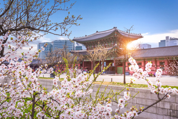 Gyeongbokgung Paleis met cherry blossomin voorjaar in Seoel, Zuid-korea. - Foto, afbeelding