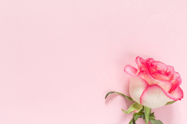 Крупним планом троянда на рожевому фоні
 - Фото, зображення