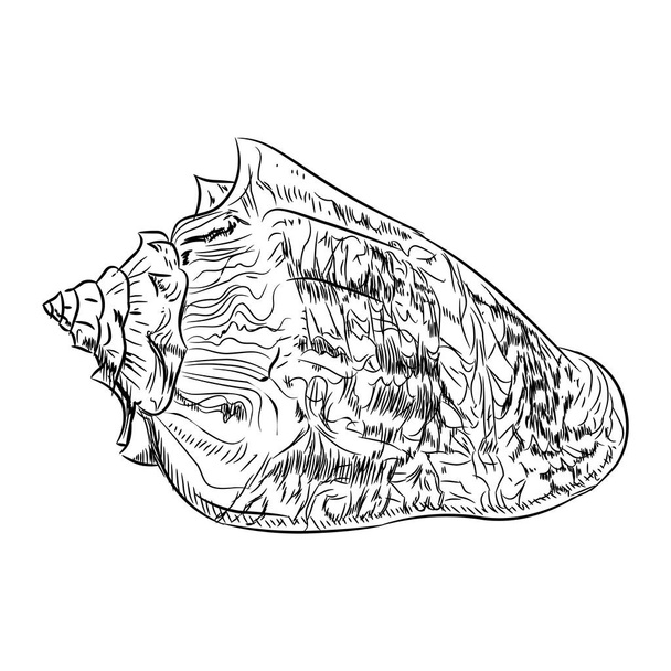 Volutidae, common name volutes, are a taxonomic family of predatory sea snails shell. Sketch black contour isolated on white background. Vector illustration - Διάνυσμα, εικόνα