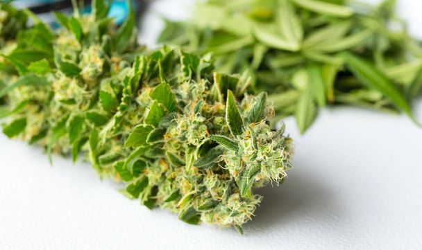 Close up Macro of freshly harvested Medical Marijuana on a white background - Photo, Image