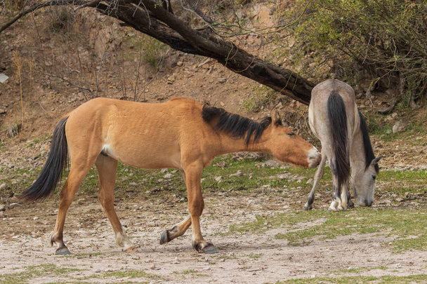 belos cavalos selvagens perto do Rio Sal no deserto do Arizona
 - Foto, Imagem