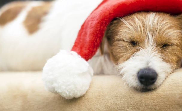 Christmas happy jack russell pet dog puppy resting with Santa Claus hat, web banner idea  - Fotografie, Obrázek