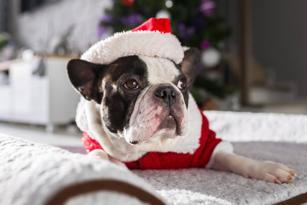 Französische Bulldogge im Weihnachtsmannkostüm unter dem Weihnachtsbaum liegend - Foto, Bild
