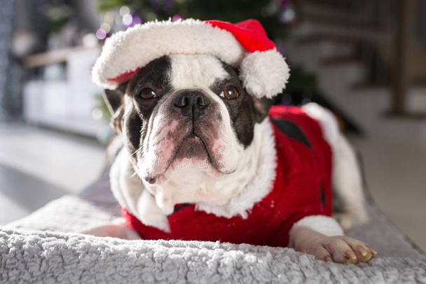 bulldog francés en traje de santa acostado bajo el árbol de Navidad
 - Foto, Imagen