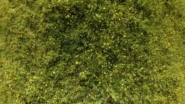 Κηφήνας άνοδο έως πάνω από ένα πράσινο λιβάδι με καλοκαίρι βότανα και λουλούδια. Σιγά-σιγά - Πλάνα, βίντεο
