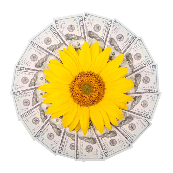 Квітка соняшнику на мандалиці калейдоскоп від грошей. Абстрактний грошовий фон растровий візерунок повторює мандали кола. На білому тлі
. - Фото, зображення